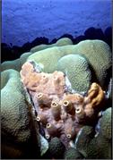 Bonaire 32